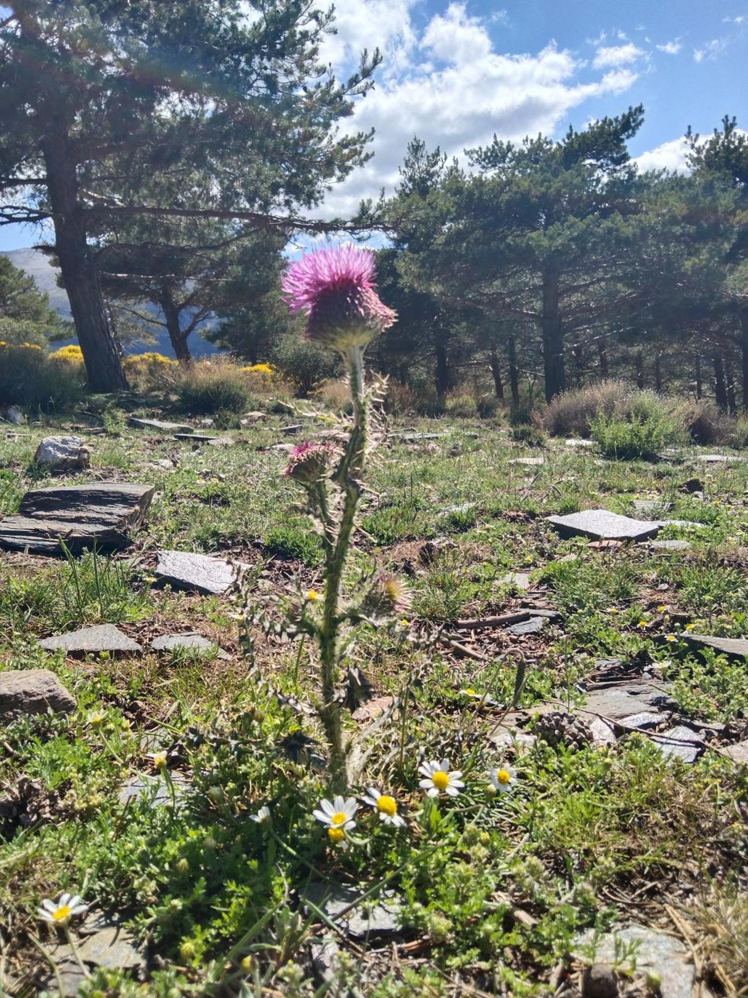 La Posada Del Altozano Lanteira Екстериор снимка